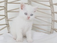 Safkan eşsiz güzellikte british longhair yavrularım