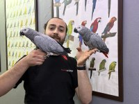 Konuşan Zeki Evcil Eğitimli Jako Papağanı