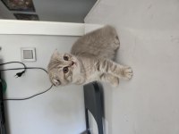 Son dişi yavru scottish fold
