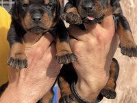 Doberman yavrularımız 