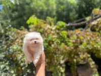 Minyatür Pomeranian Boo Garantili