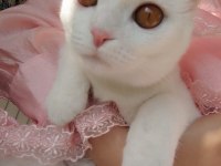 Bembeyaz Scottish Fold Kırık Kulak Pamuk Kedicik