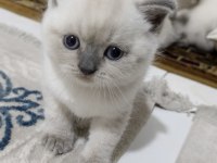Ücretsiz sahiplendiriyoruz kedilerimizi