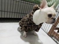 Acil Sahiplendirilecek Platinium Dişi French Bulldog