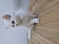 British longhair 2 aylık beyaz melek