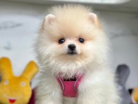 Sevimli Pomeranian Boo Yavrularımız