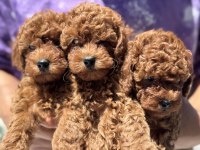 Ankaranın en seçkin minyatür poodle yavruları