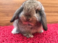 Orjinal mini lop tavşan