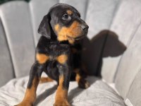 Erkek Doberman King Yavrularımız Mağazamızdan Sizlerle