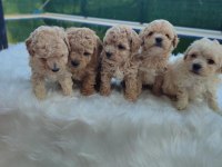 Ped eğitimli maltipoo kızımız