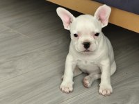 French bulldog teslime hazır dişi