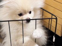 Uygun puan pomeranian