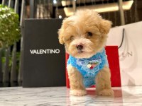 Korenin yakışıklısı 0 boy Maltipoo Maximilliano