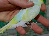 Rainbow muhabbet kuşları