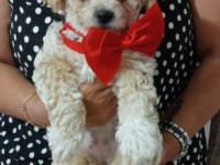 BİZ ÇOK TATLI KÖPEKLERİZ
