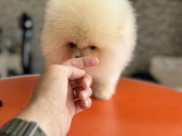 Tea cup pomeranian boo sçr belgeli