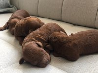 ANNE ALTINDA TOY BOY RED BROWN POODLE SAĞLIK VE IRK GARANTİ