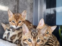 4 kuşak WCF şecereli safkan Bengal Gold/brown (2 aylık)
