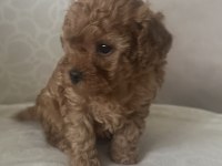 Minicik muhteşem güzellikte safkan toy poodle