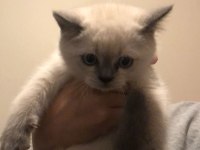 British shorthair yavrular