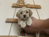 KORE MALTİPOO BEBEKLER