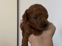 Toy Poodle Köpeği