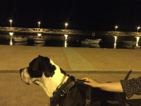 Cane corso eş aranıyor