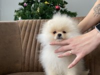 Show Sınıfı Mükemmel 3.5 Aylık Erkek Pomeranian Boo