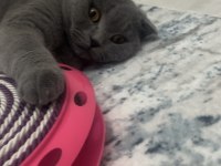 Scottish fold kedimiz