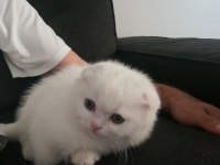 Oyun Canavarı Scottish Fold