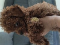 Kore poodle bebekler