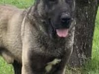 Yeni Doğan Yavru Köpekler Uygun Verilecek