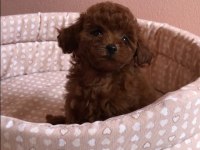Toypoodle Yavrularımız Veteriner Kontrollü