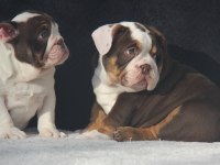 EGZOTİC İNGİLİZ BULDOG YAVRULAR