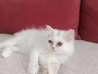 Safkan chinchilla ve british shorthair yavruları