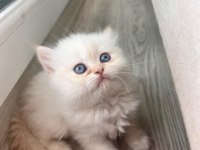 BRİTİSH LONGHAİR ACİL KALICI YUVA ARANIYOR