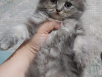 British shorthair