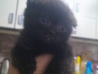 Scottish fold ve british yavru