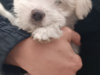 sahiplendirme maltese köpeğimiz