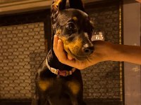 65 Günlük Dişi Ve Erkek Doberman Yavruları