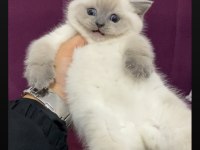 SAFKAN KOCA KAFALI AYI SURAT BRİTİSH SHORTHAİR