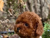 Pet’s World güvencesiyle toy poodle yavrularımız