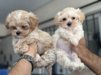 Wc eğitimli kore maltipoo yavrularımız