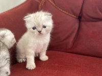 İki aylık erkek scottish fold yavrular