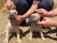 EL PRESA CANARİO PUPPİES