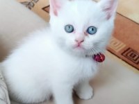 Mavi gözlü erkek kedimiz