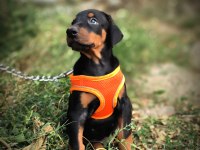 EUROPAN TYPE DOBERMAN YAVRULAR