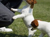 FCI-KIF Şecereli Safkan Dişi Jack Russell Yavrularımız