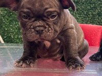French Bulldog 3 Aylık Erkek