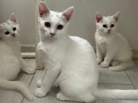 BRİTİSH VE VAN KEDİSİ MELEZ